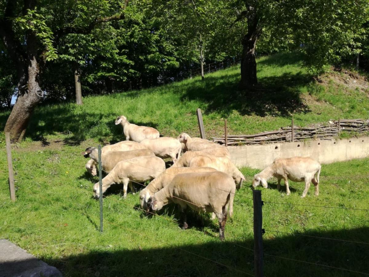 Landhof Ella - Ferienhaus Vor Den Toren Salzburgs Petting Exterior foto