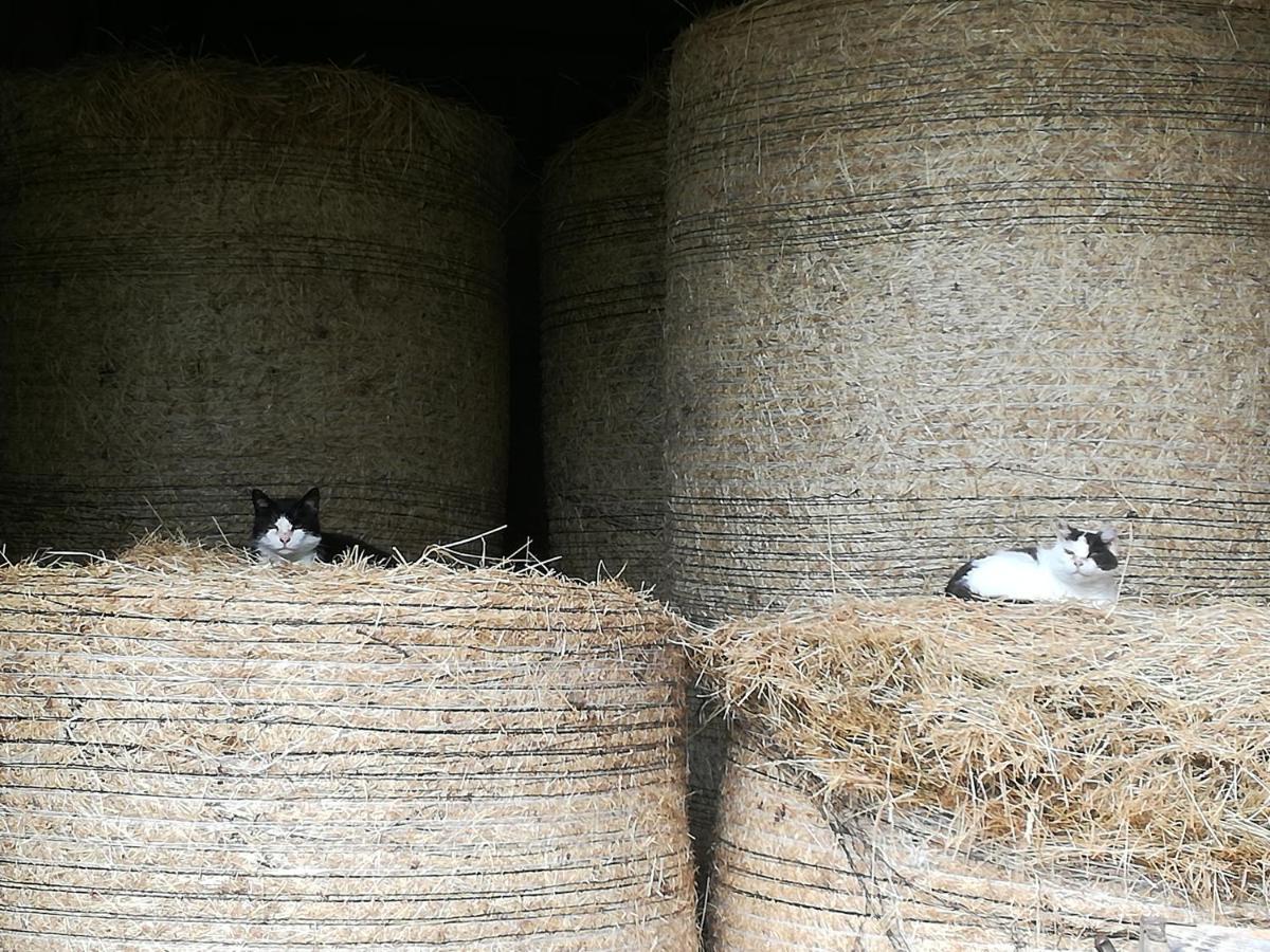 Landhof Ella - Ferienhaus Vor Den Toren Salzburgs Petting Exterior foto